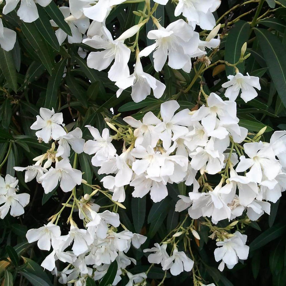 Leandru Nerium Tufa, cu flori albe