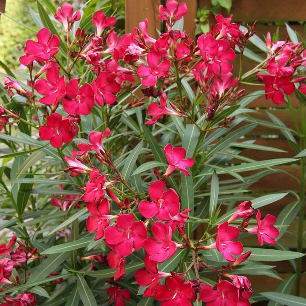 Leandru Nerium Tufa, cu flori rosii