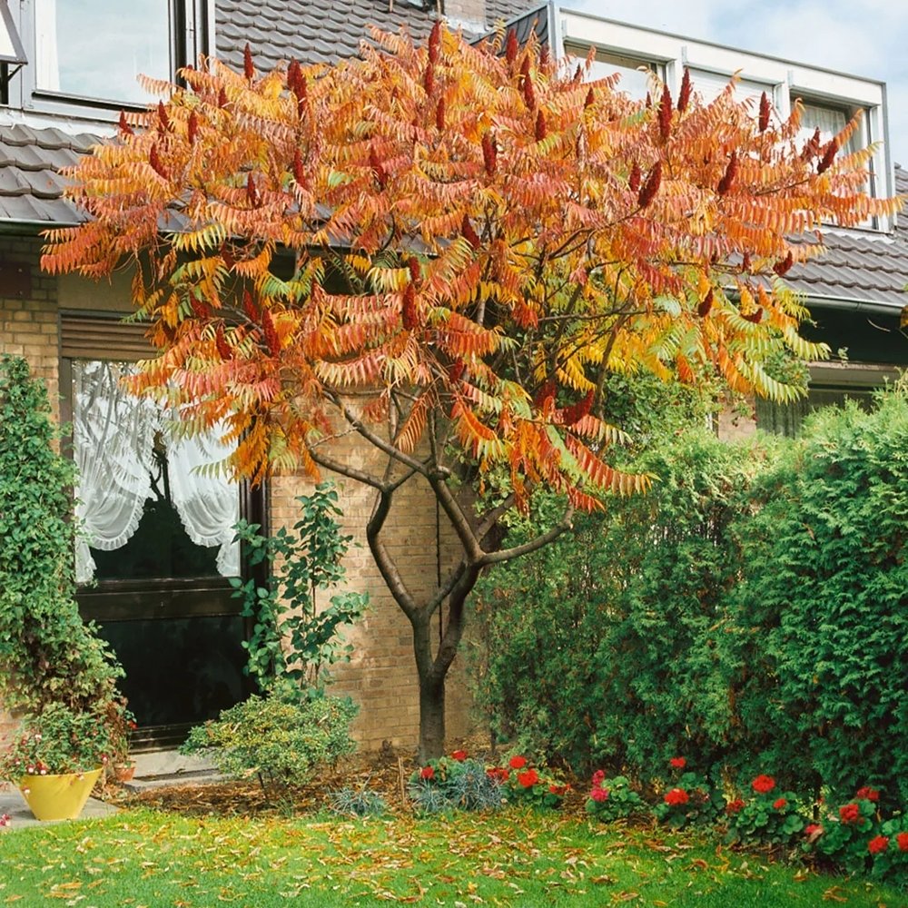 Otetar Rosu Tiger Eyes