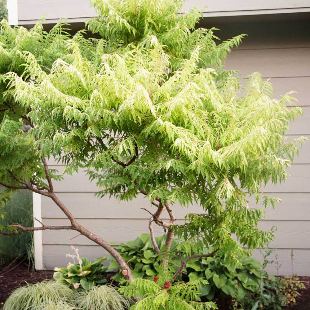 Otetar Rosu Tiger Eyes