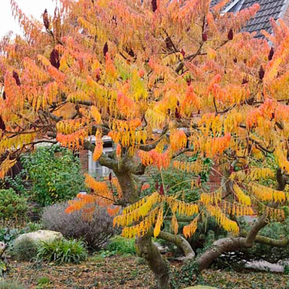 Otetar Rosu Tiger Eyes