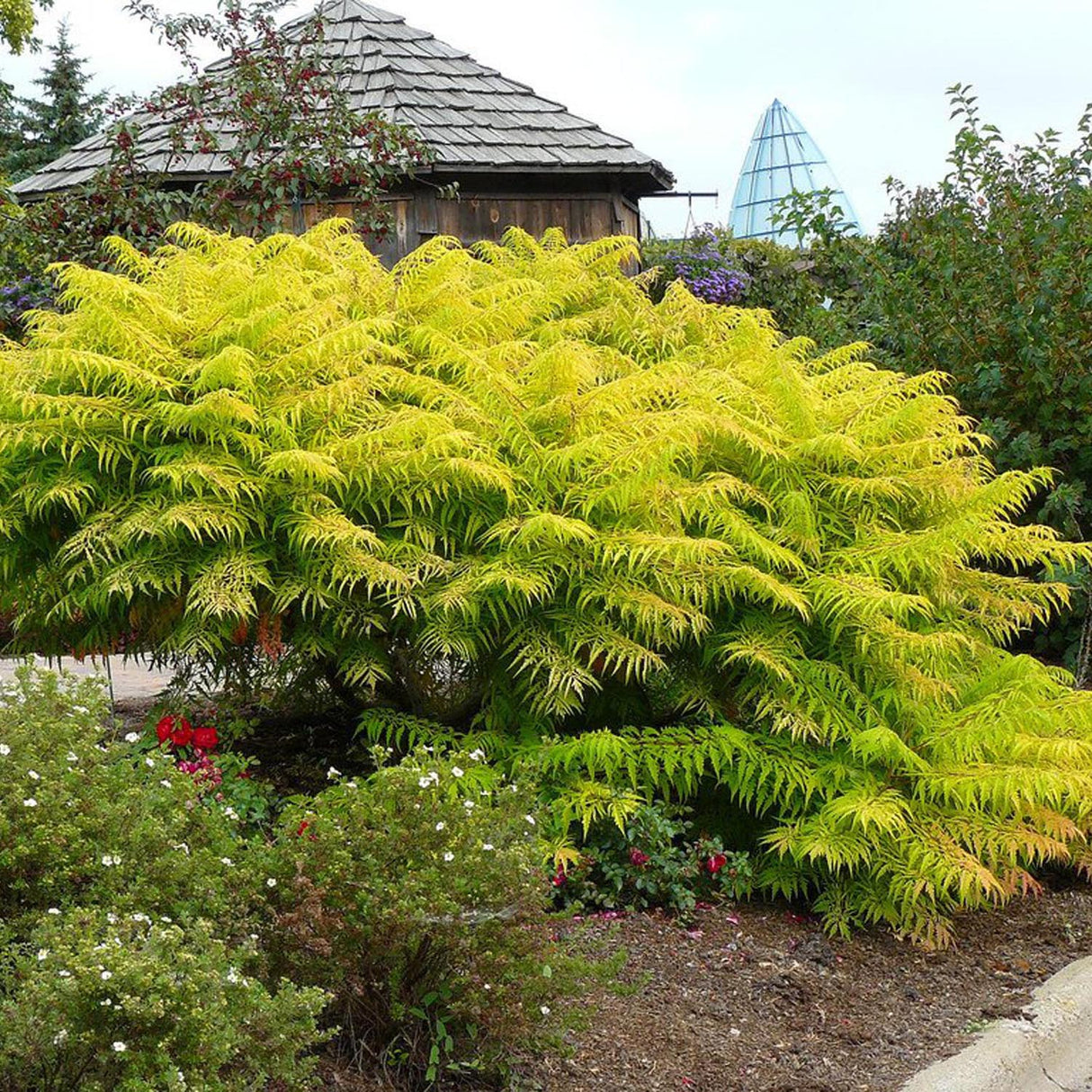 Otetar Rosu Tiger Eyes