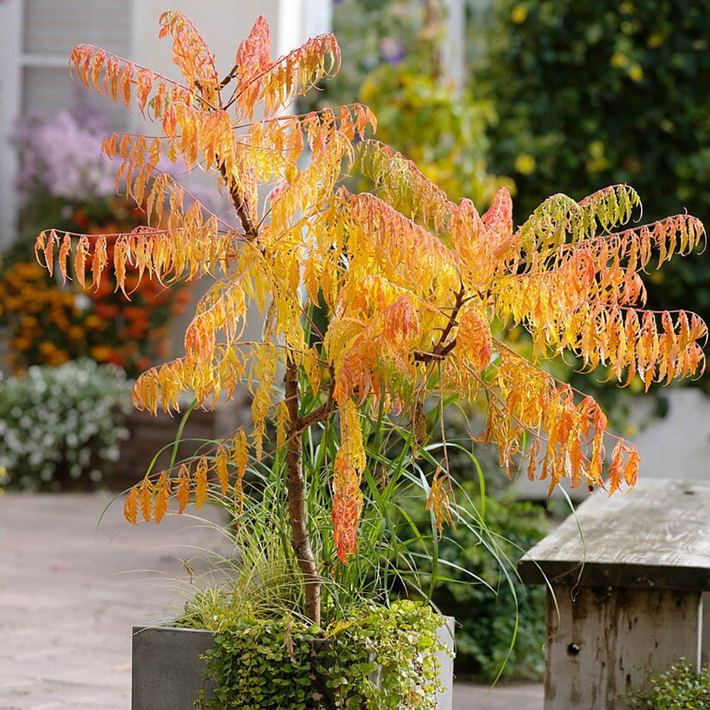 Otetar Rosu Tiger Eyes