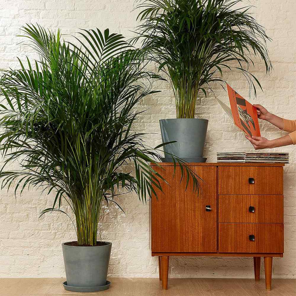 Palmier Dypsis (Areca) Lutescens - 65 cm