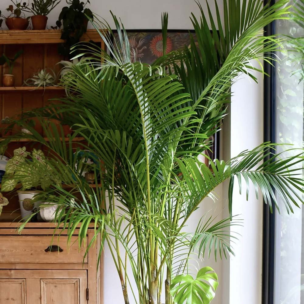 Palmier Dypsis (Areca) Lutescens - 65 cm