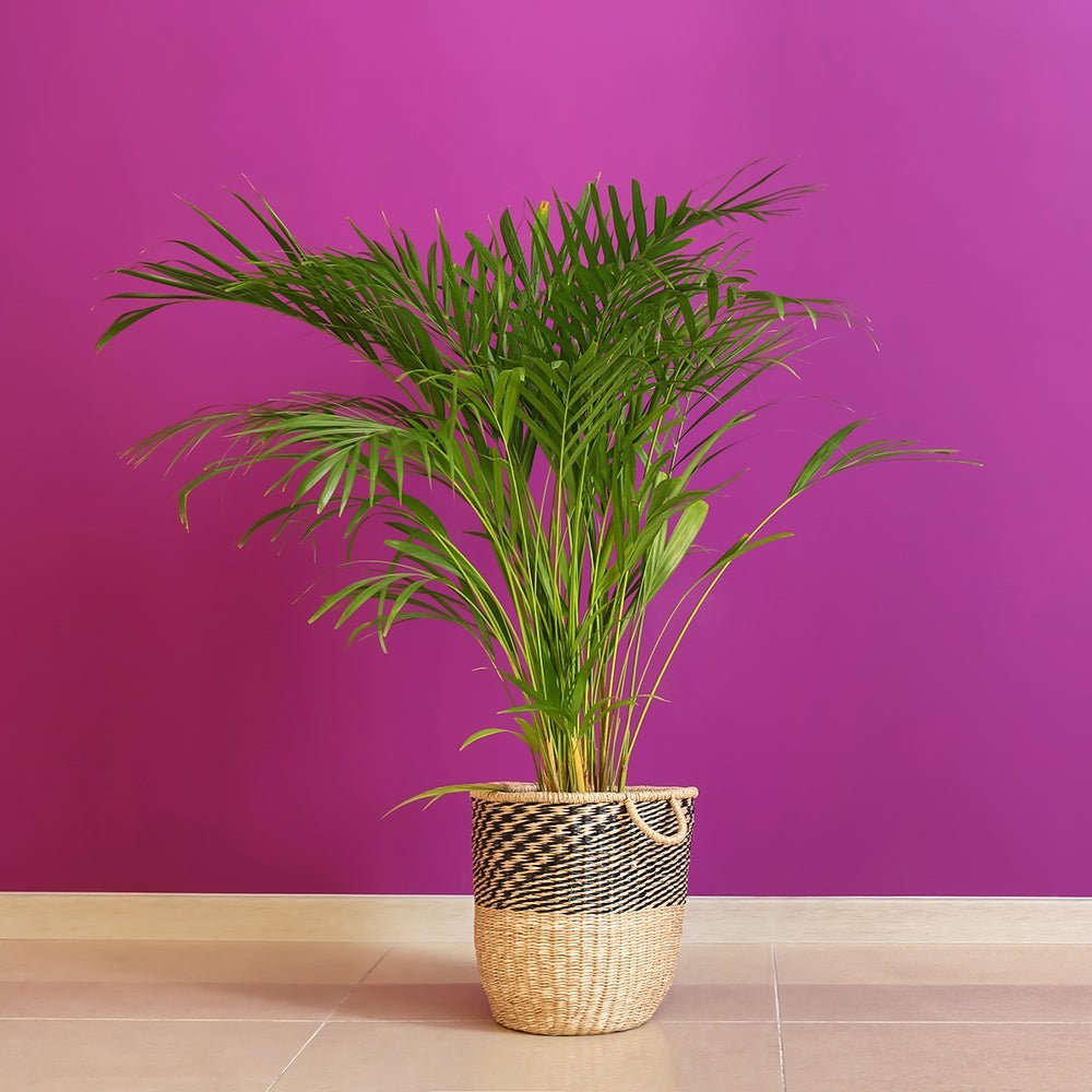Palmier Areca Dypsis Lutescens - 90-100 cm