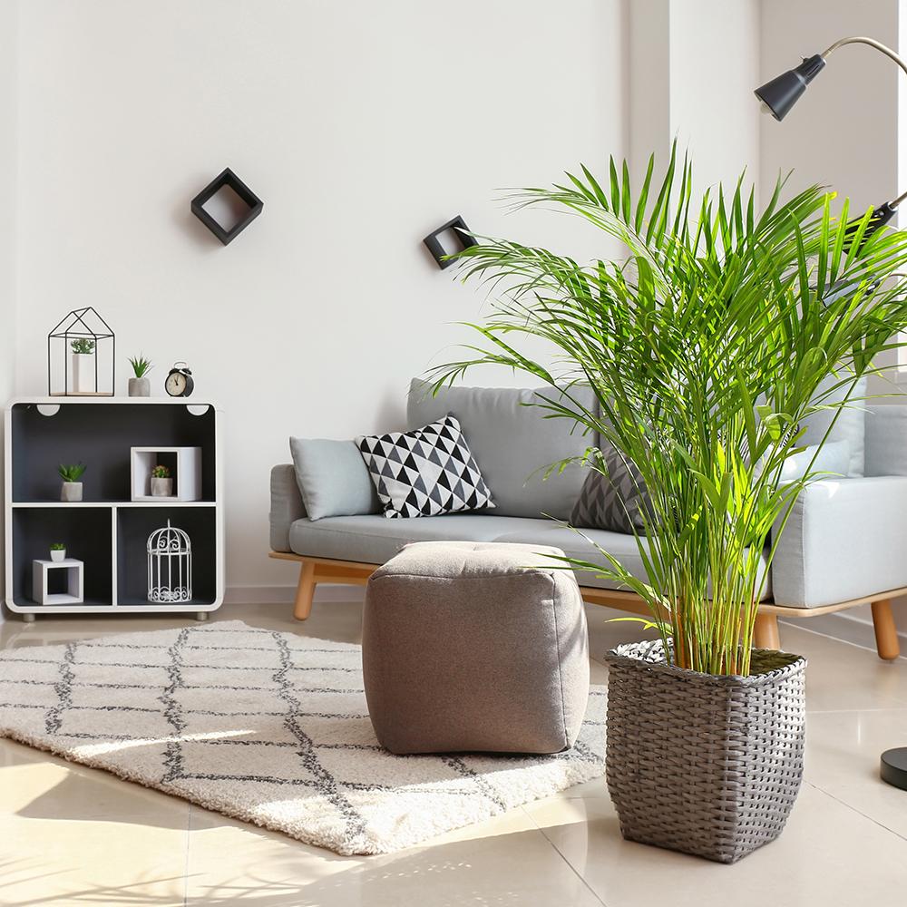 Palmier Areca Dypsis Lutescens - 50 cm