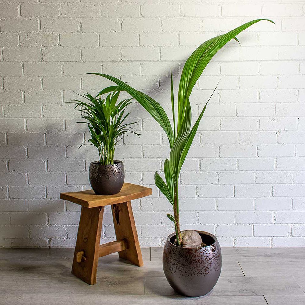 Palmier Cocotier (Cocos Nucifera) - 120 cm