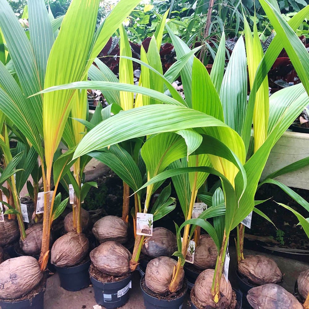 Кокосова палма Cocos nucifera 'Dwarf Golden Malay' – тропически интериорен екзот 120–140 см