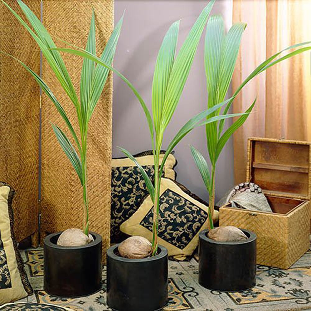 Кокосова палма Cocos nucifera 'Dwarf Golden Malay' – тропически интериорен екзот 120–140 см