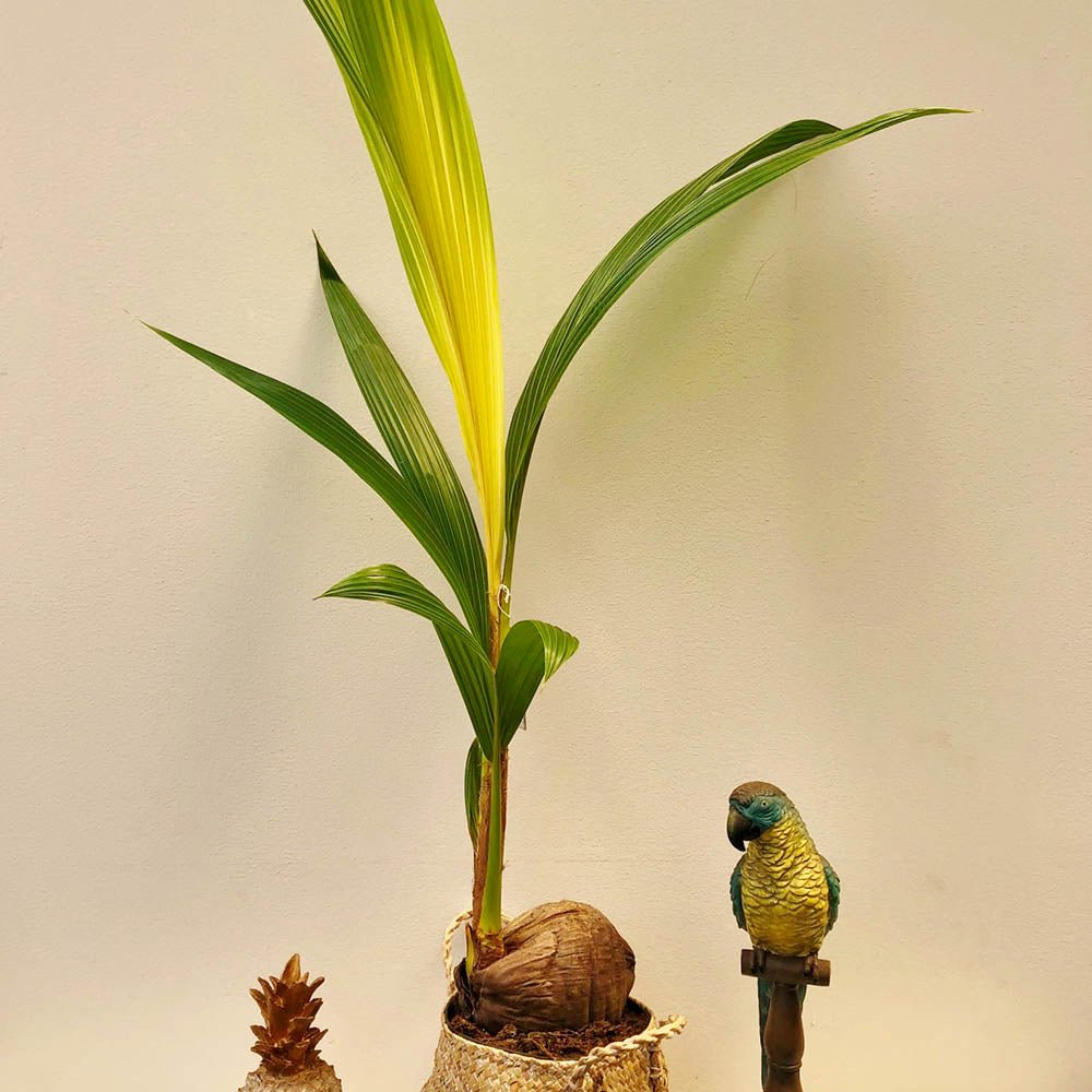 Кокосова палма Cocos nucifera 'Dwarf Golden Malay' – тропически интериорен екзот 120–140 см