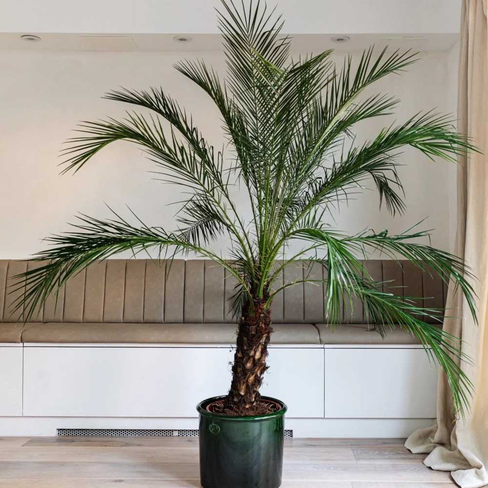 Palmier Curmal Pitic de apartament (Phoenix Roebelenii)