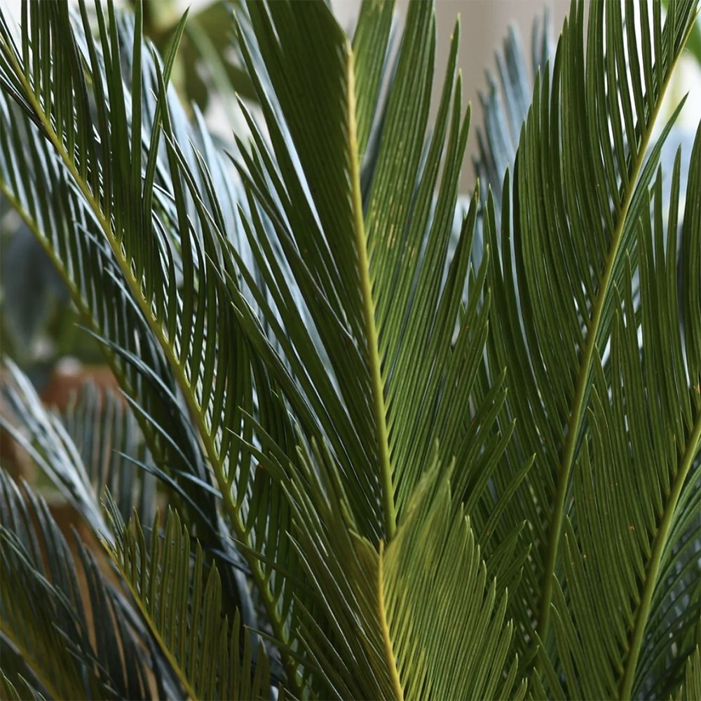 Цикас Cycas Revoluta 80 см – екзотична стайна палма с твърди зелени листа