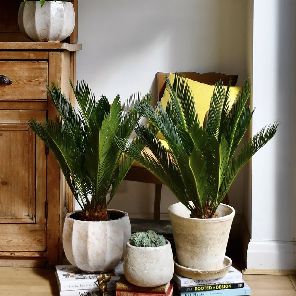 Цикас Cycas Revoluta 80 см – екзотична стайна палма с твърди зелени листа