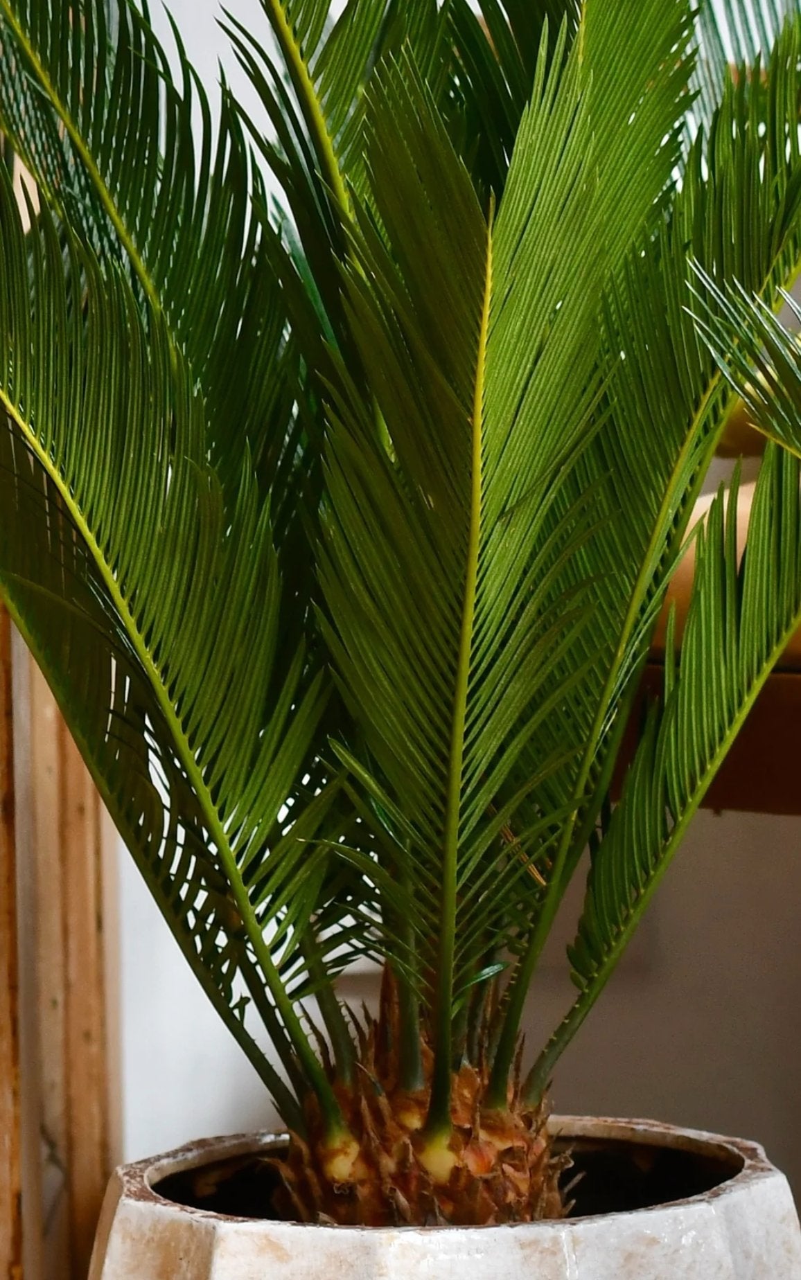 Цикас Cycas Revoluta 80 см – екзотична стайна палма с твърди зелени листа