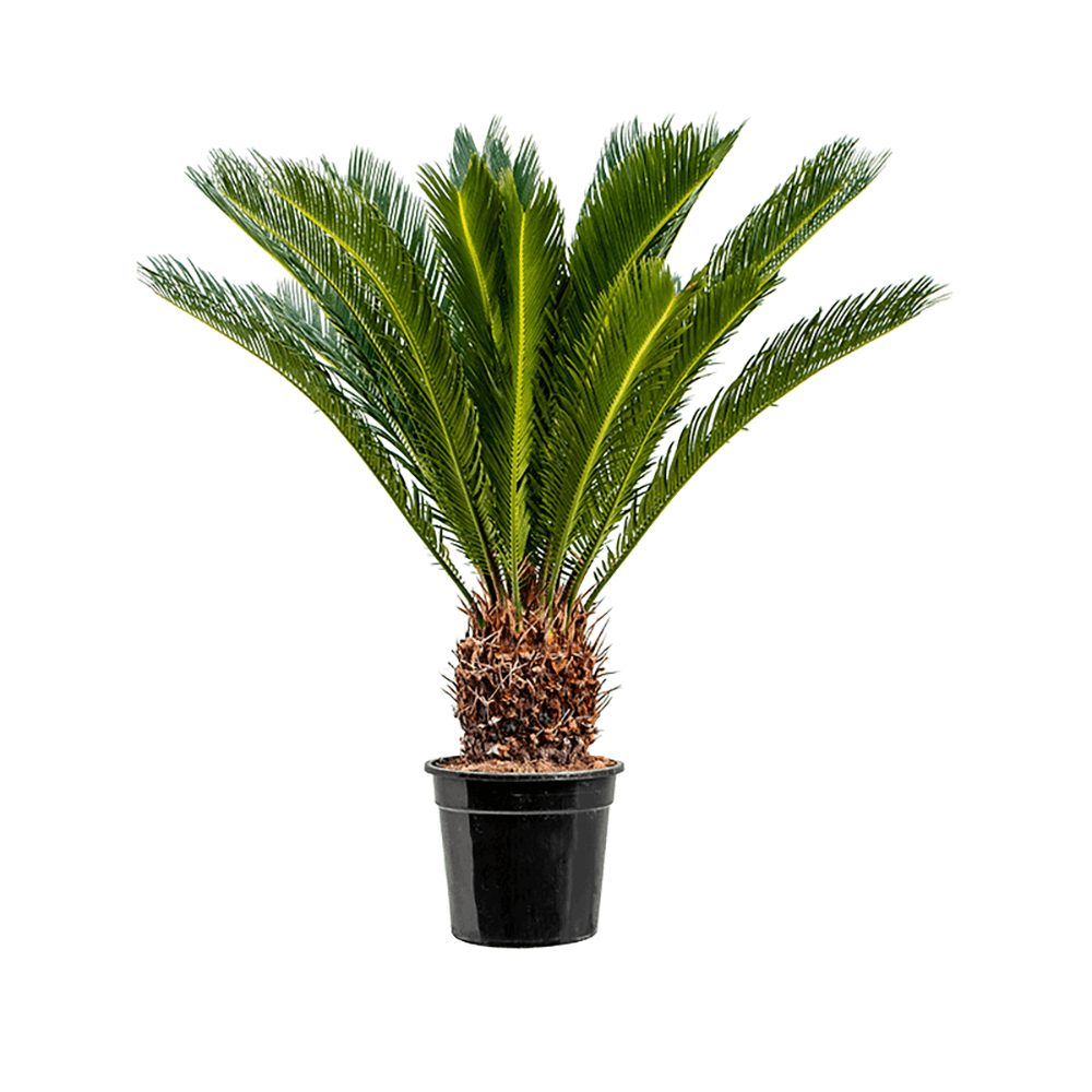 Palmier Sagotier Japonez Cycas Revoluta - 80 cm