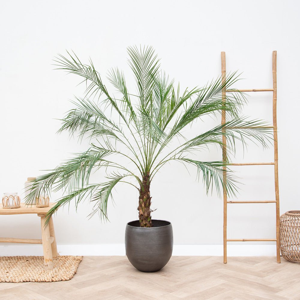 Palmier Curmal Pitic de apartament (Phoenix Roebelenii)