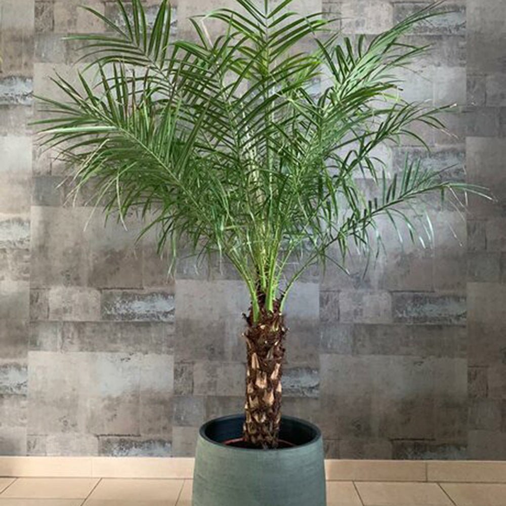 Palmier Curmal Pitic de apartament (Phoenix Roebelenii)