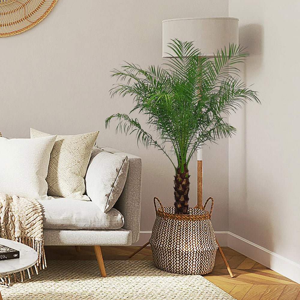 Palmier Curmal Pitic de apartament (Phoenix Roebelenii)