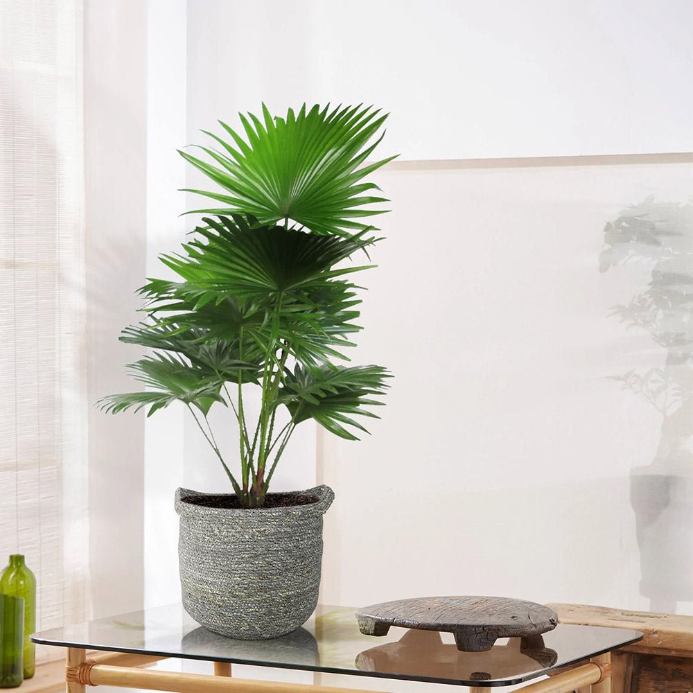 Palmier Fantana (Livistona Rotundifolia) - 35 cm