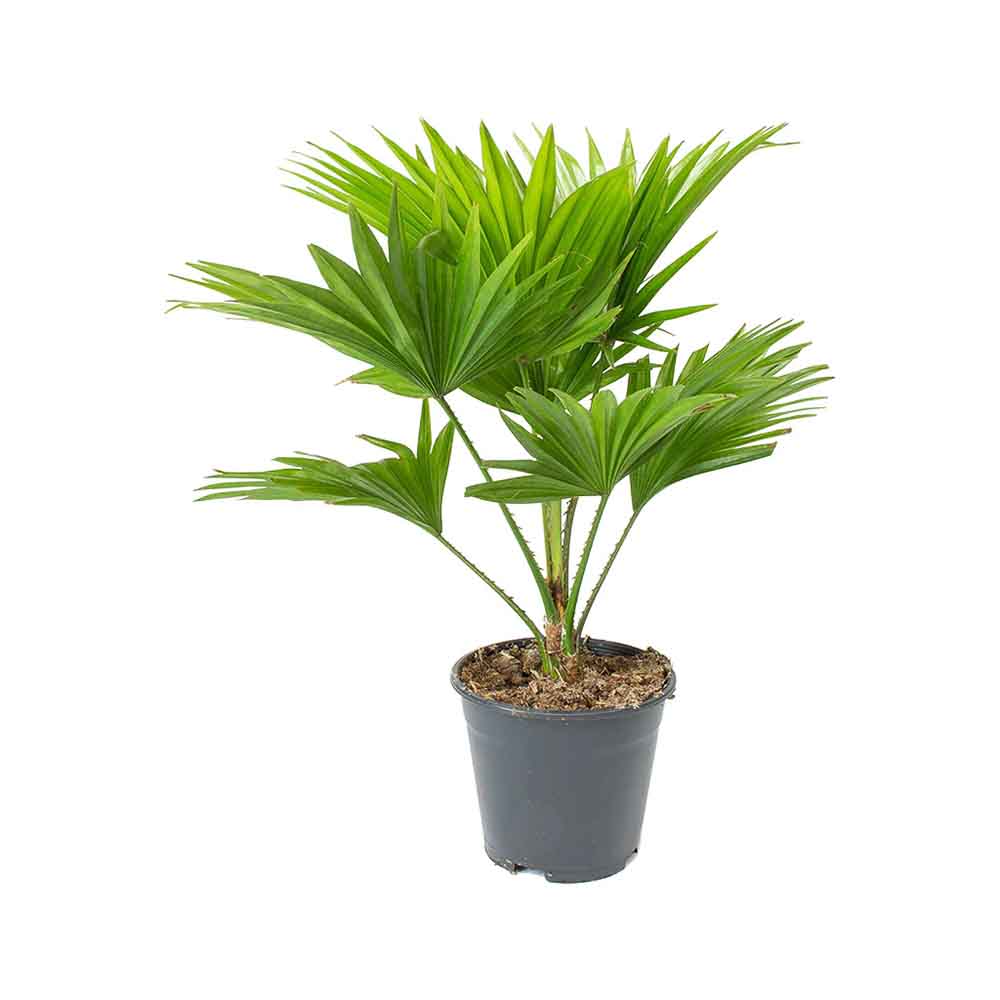 Palmier Fantana (Livistona Rotundifolia) - 35 cm