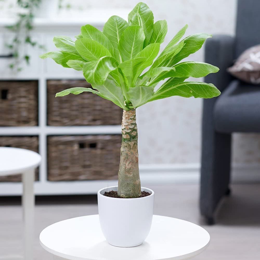 Palmier Hawaiian Brighamia Insignis- 20-30 cm