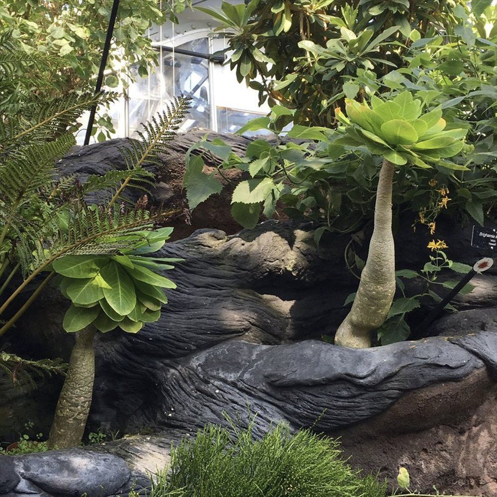 Palmier Hawaiian Brighamia Insignis- 20-30 cm