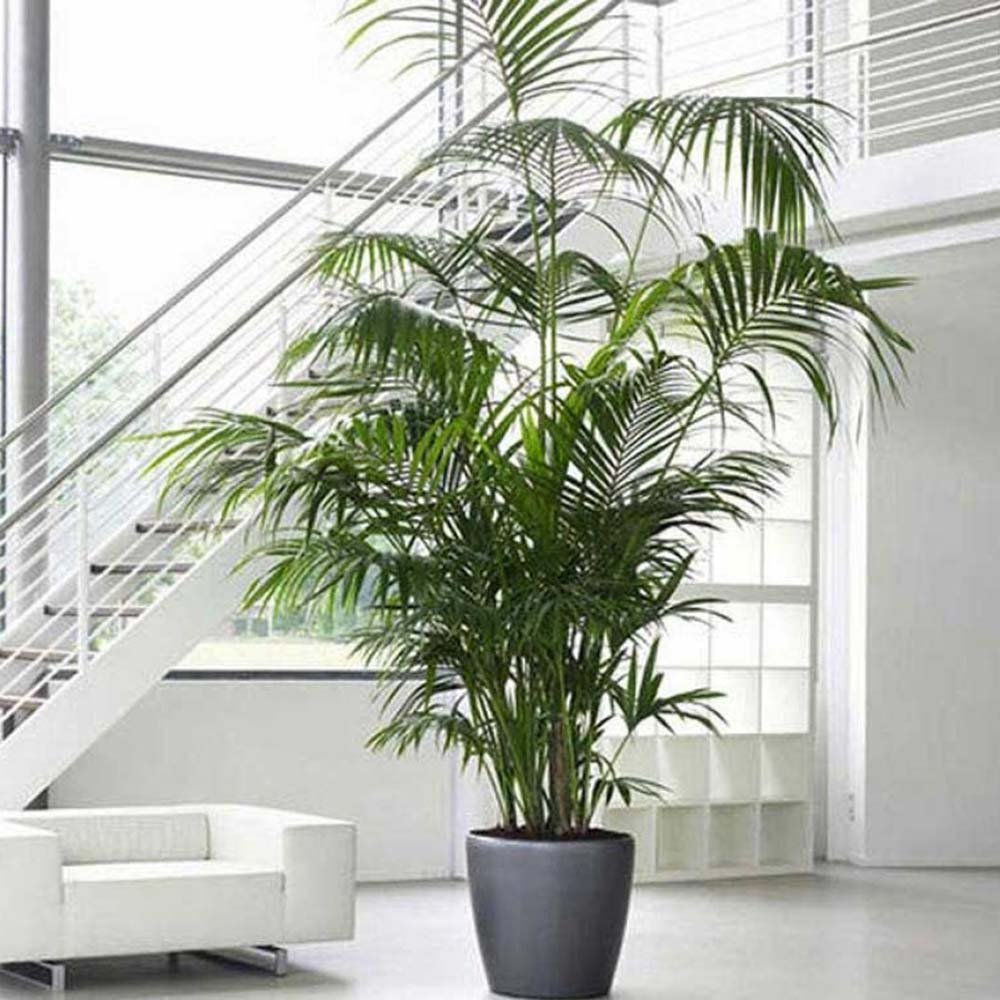 Palmier Kentia (Howea Forsteriana) - 160 cm