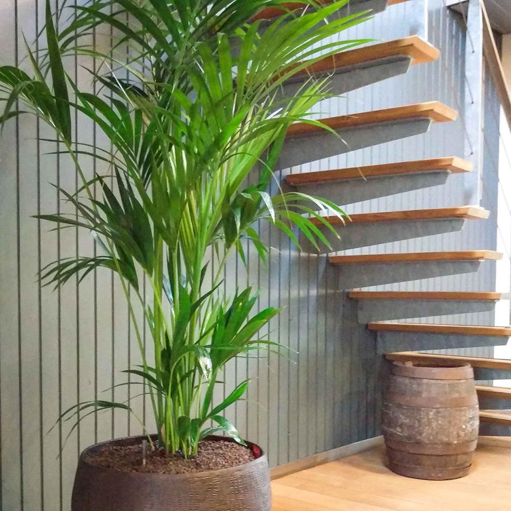 Palmier Kentia (Howea Forsteriana) - 100 cm