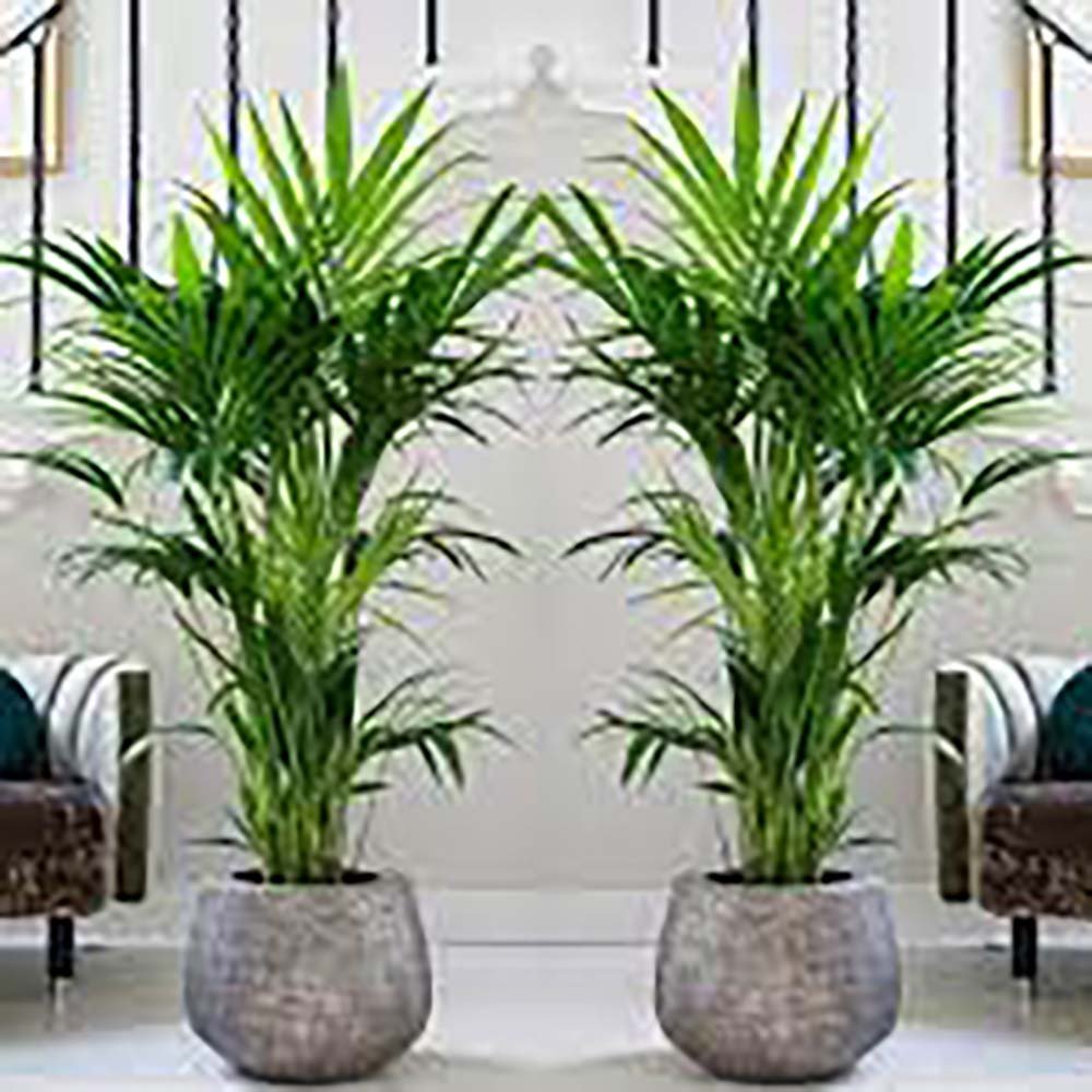 Палма Kentia (Howea Forsteriana), 100 см – елегантна стайна палма, пречистваща въздуха