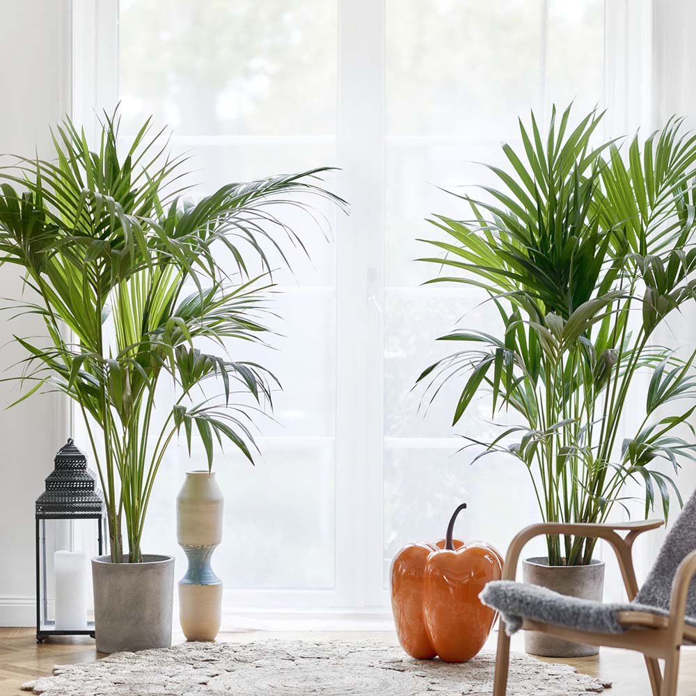 Палма Kentia (Howea Forsteriana), 100 см – елегантна стайна палма, пречистваща въздуха