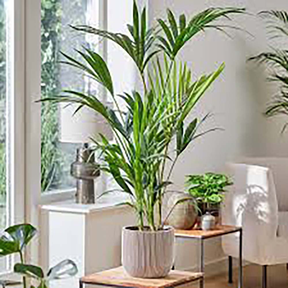 Палма Kentia (Howea Forsteriana), 100 см – елегантна стайна палма, пречистваща въздуха