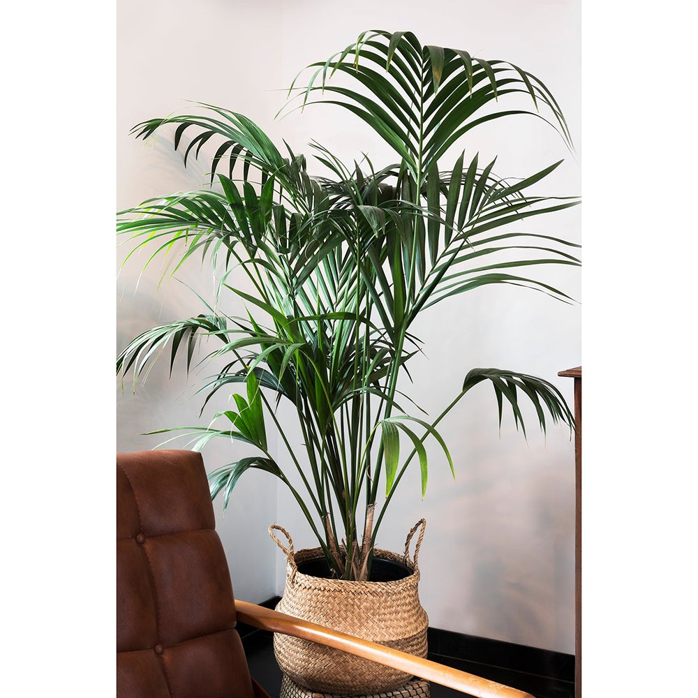 Palmier Kentia (Howea Forsteriana) - 190 cm