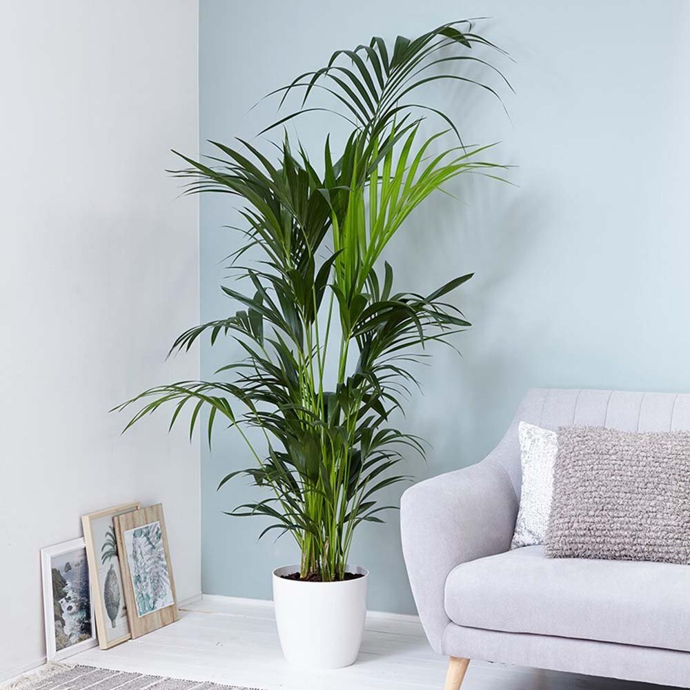 Palmier Kentia (Howea) Extra - 200 cm