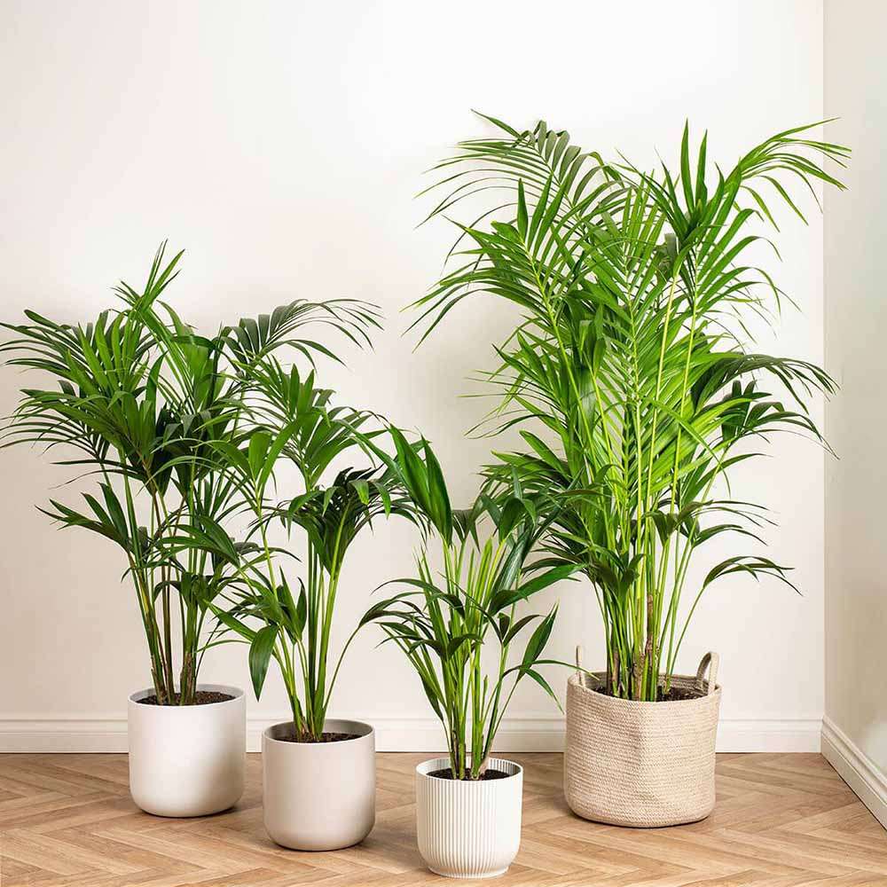 Palmier Kentia (Howea Forsteriana) - 100 cm