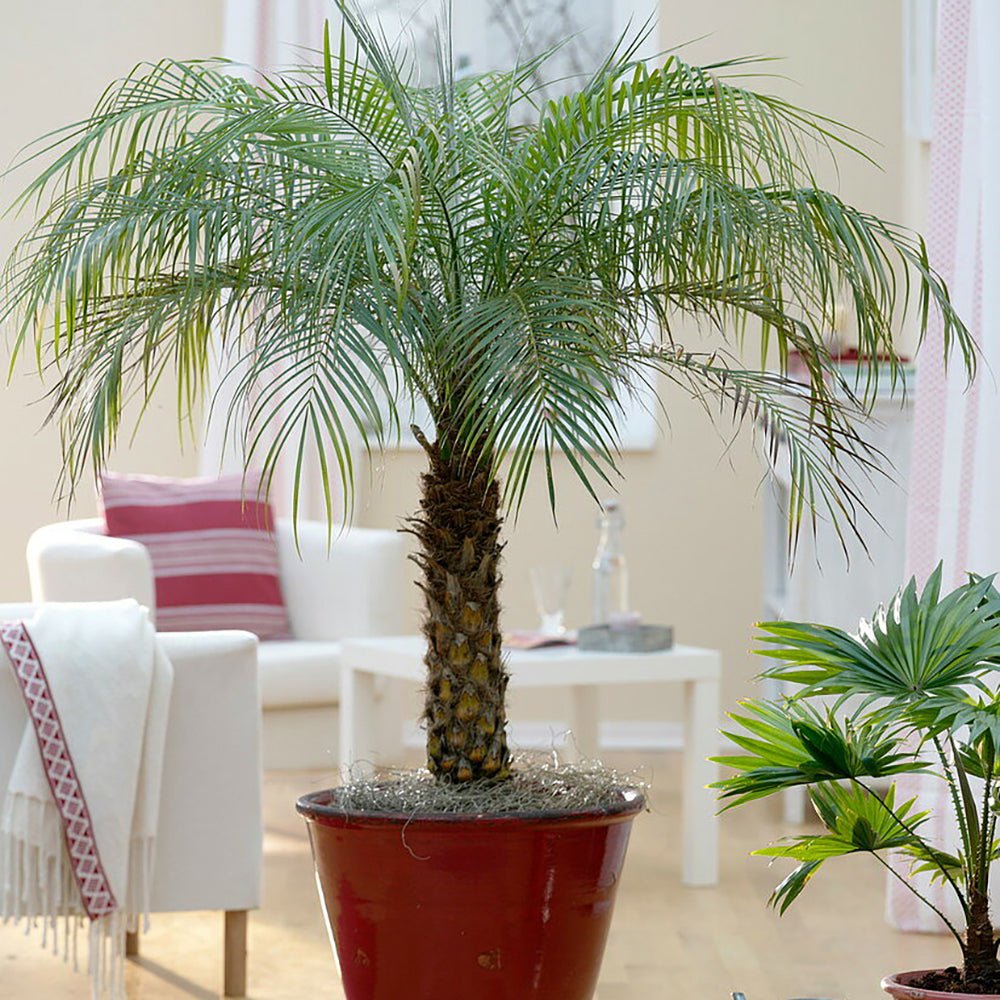 Palmier Curmal Pitic de apartament (Phoenix Roebelenii)