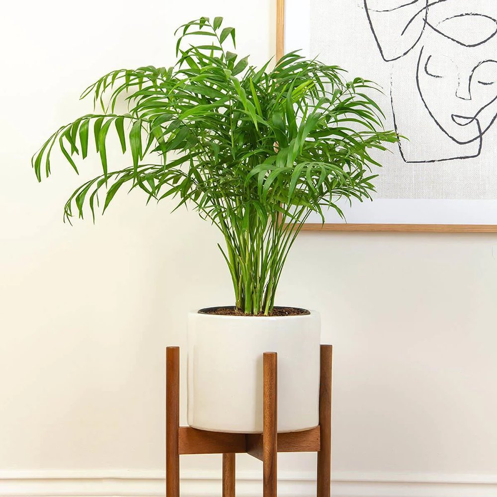 Palmier Pitic (Chamaedorea Elegans) - 65 cm