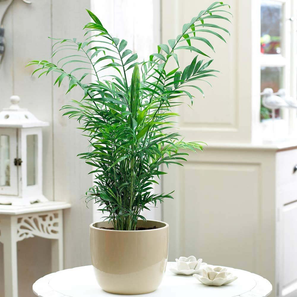 Palmier Pitic (Chamaedorea Elegans) - 65 cm
