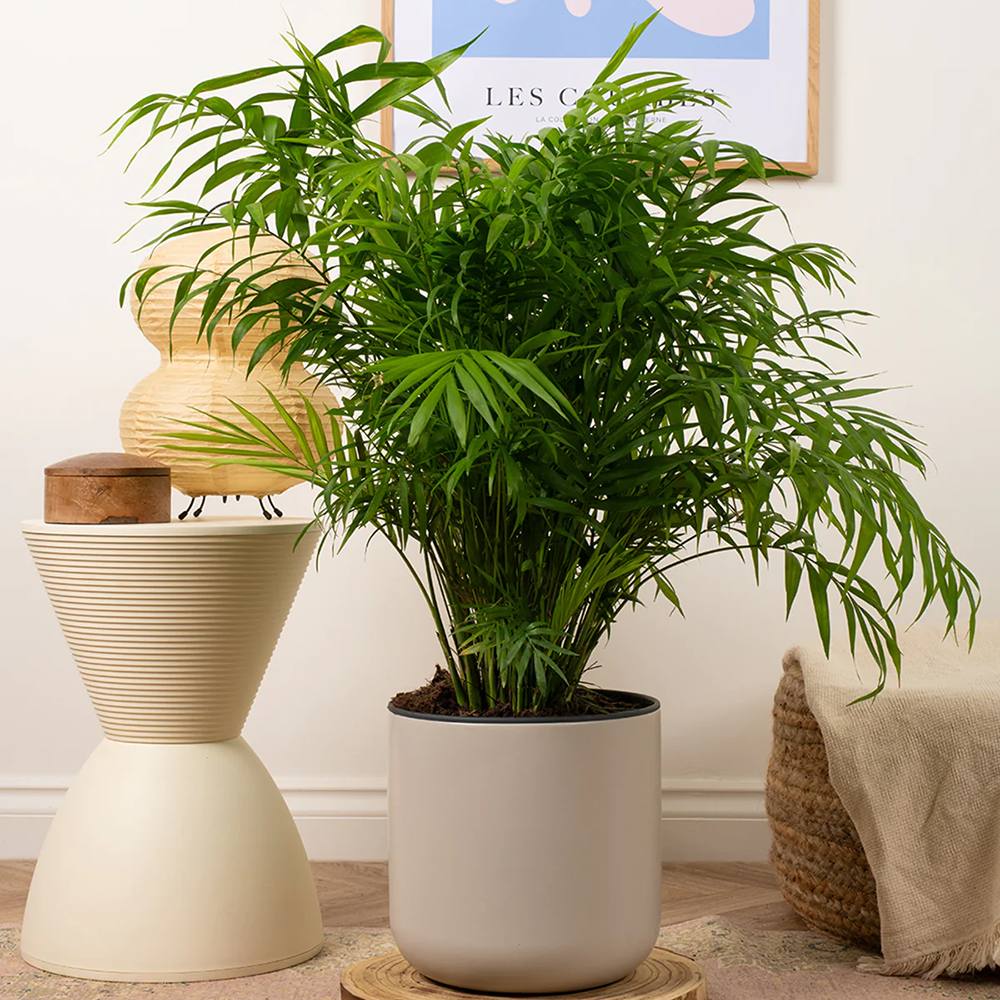 Palmier Pitic (Chamaedorea Elegans) - 65 cm