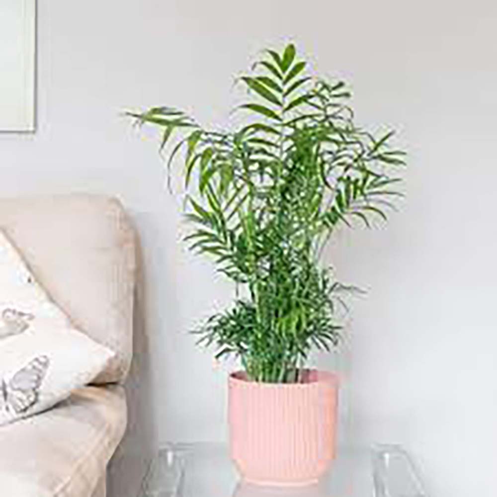 Palmier Pitic (Chamaedorea Elegans) - 65 cm