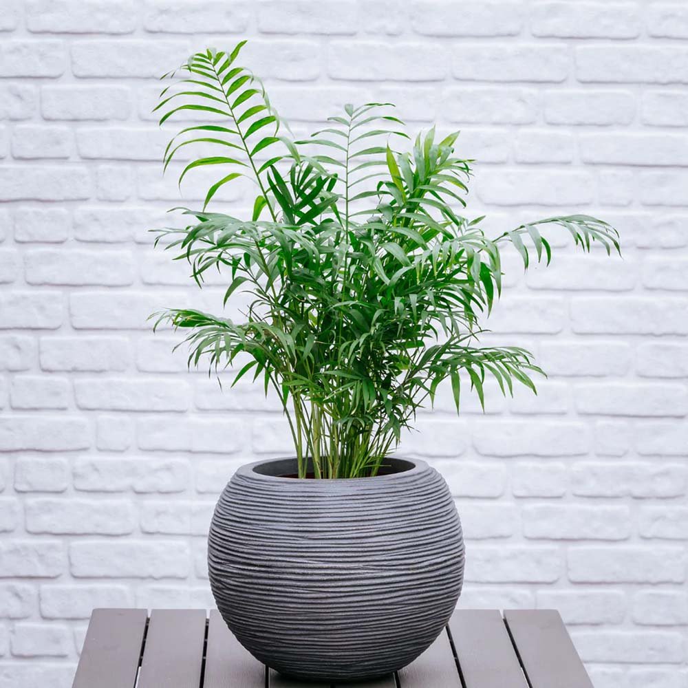 Palmier Pitic (Chamaedorea Elegans) - 80 cm