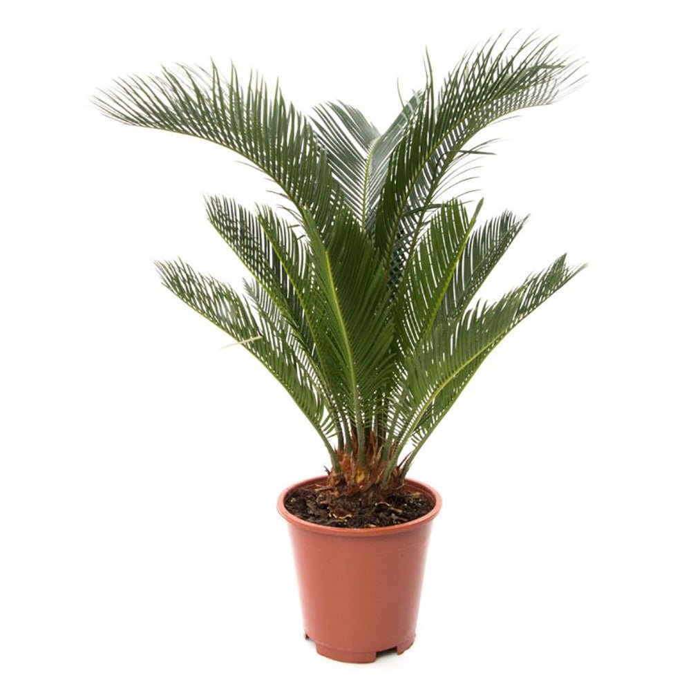 Цикас Cycas Revoluta – екзотична стайна палма с твърди зелени листа – 50 см