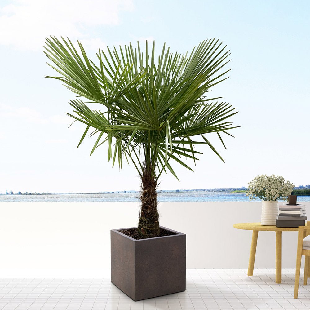 Palmier Morisca Trachycarpus Fortunei (Tulpina 50 cm) - 140-160 cm