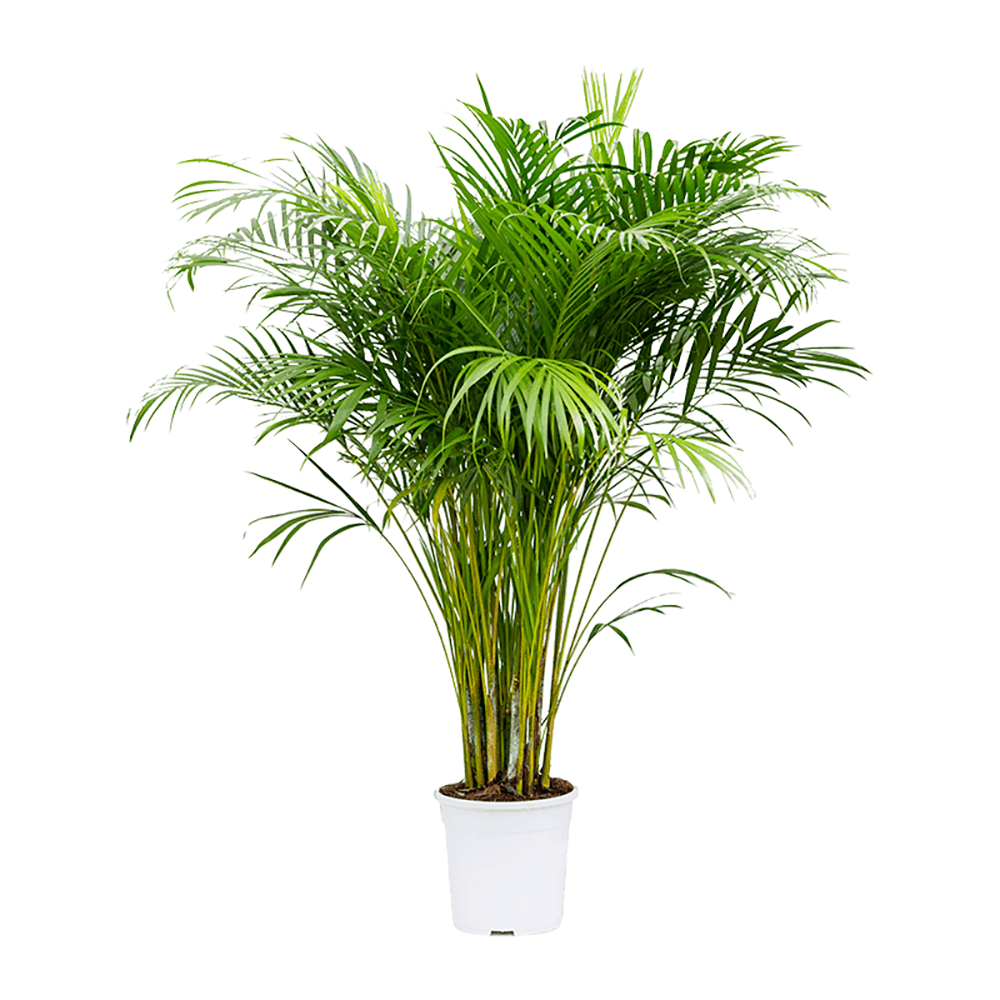 Palmier Areca Dypsis Lutescens - 120 cm