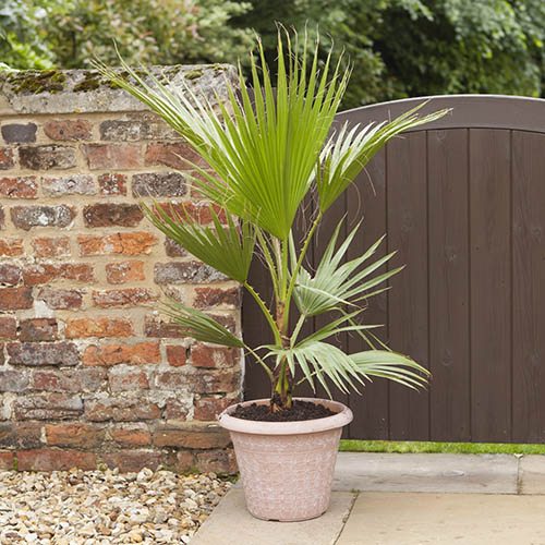 Palmier Washingtonia Robusta - 130 cm