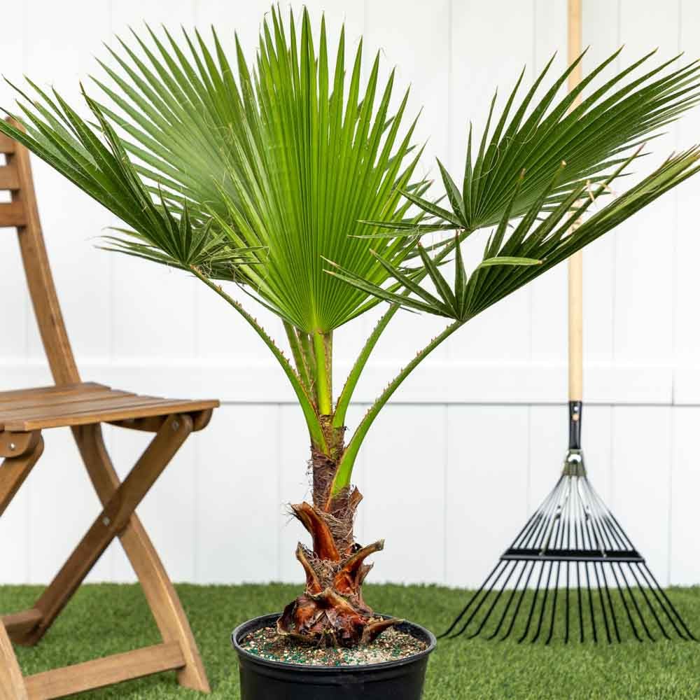 Palmier Washingtonia Robusta - 130 cm