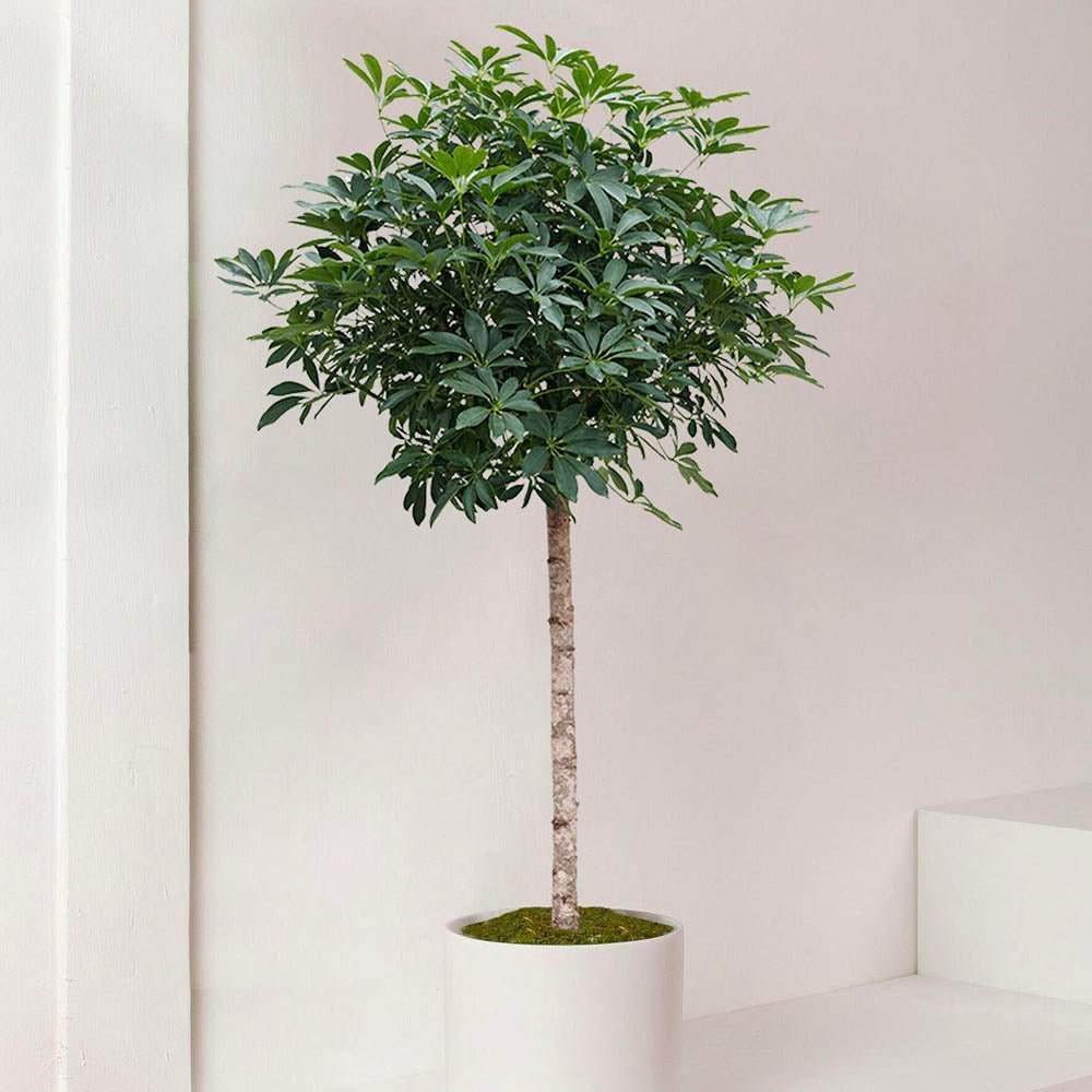 Palmierul Umbrela (Schefflera) Compacta - 160 cm