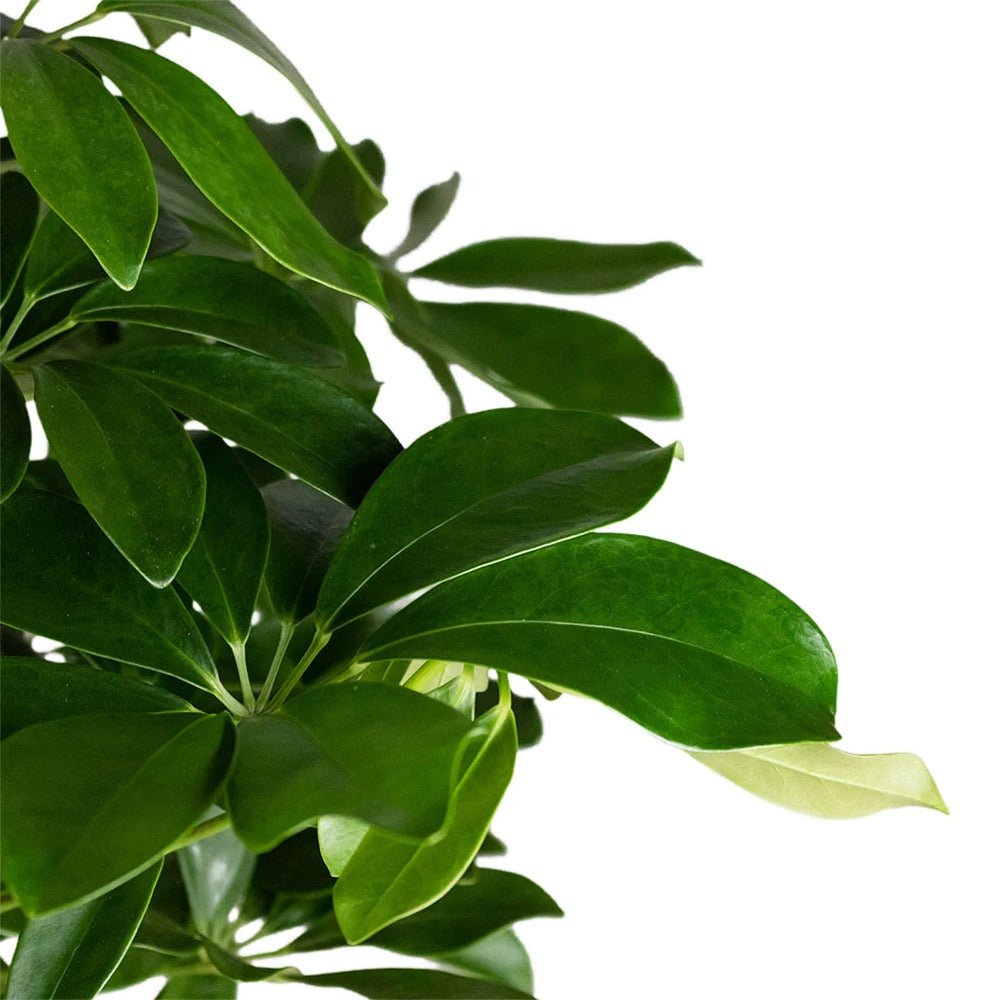 Palmierul Umbrela (Schefflera) Compacta - 160 cm