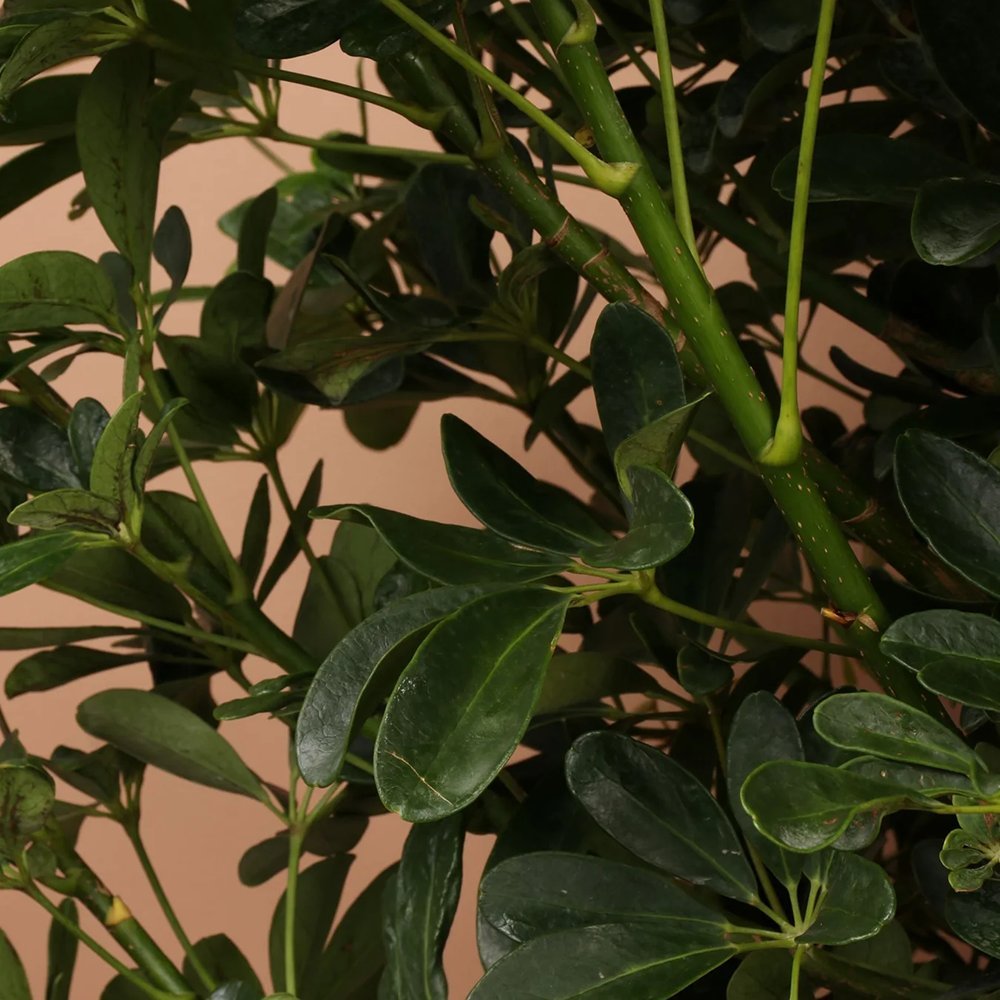 Palmierul Umbrela (Schefflera) Compacta - 75 cm