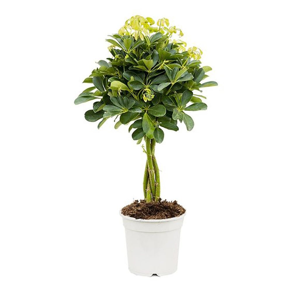 Palmierul Umbrela (Schefflera) Compacta - 75 cm